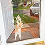 animal, car, cat, curious, cute, door, door_mat, front_yard, glass_door, grass, house, indoor, paws, pet_clothing, reflection, sidewalk, standing, suburban, tree, window