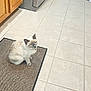 animal, appliance, blue_eyes, cabinet, cat, clean, curious, domestic_cat, door, flooring, fur, home, indoor, kitchen, mat, pet, siamese_cat, sitting, tile_floor, whiskers