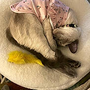 Zoey is registered to the contest to win money with this photo: cat, sleeping, pink_clothing, cat_bed, yellow_feather_toy, fur, cozy, pet, domestic_animal, resting, cute, indoor, blanket, soft, animal_toy, collar, relaxed, feline, curled_up, napping