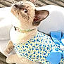 animal, beige, blue_bow, cat, closeup, collar, curious, cute, ears, fabric, feline, floral_dress, indoor, looking_up, pet, portrait, resting, texture, whiskers, white