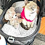 cat, teddy_bear, stroller, blanket, pink_sweater, indoor, pet, furniture, floor, rug, toy, cozy, gray_blanket, cute, domestic_animal, animal, relaxing, soft_toy, home, comfort