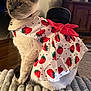 Zoey joined the competition — help win amazing prizes! cat, animal, pet, indoor, clothing, dress, strawberry_pattern, red_bow, feline, fur, whiskers, blanket, home, furniture, television, wooden_cabinet, curious, sitting, cozy, portrait