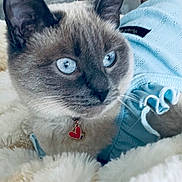 Zoey joined the competition — help win amazing prizes! blue_eyes, blue_outfit, cat, close_up, collar, cozy, domestic_animal, ears, feline, fluffy_blanket, fur, heart_pendant, indoor, nose, papers, pet, siamese_cat, soft_focus, table, whiskers