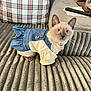 Zoey joined the competition — help win amazing prizes! animal, bell, blue_eyes, cat, collar, couch, cozy, cute, denim_dress, furniture, home, indoor, kitten, pet, pet_clothing, plaid_pillow, remote_control, siamese_cat, texture, water_bottle