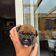 Athenas participe au concours pour gagner de l'argent avec cette photo : animal, black, blurred_background, brown, close_up, cute, dog, domestic, face, glass_door, hands, holding, indoor, pet, puppy, reflection, sleepy, soft_light, tongue, young