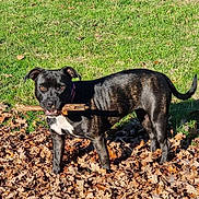 Kira a rejoint le concours — aidez-le/la à gagner de superbes lots ! animal, black_dog, brindle, canine, collar, daylight, dog, ears, grass, leaf_litter, leaves, muzzle, nature, outdoor, pet, playful, standing, stick, sunlight, tail