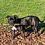 animal, black_dog, brindle, canine, collar, daylight, dog, ears, grass, leaf_litter, leaves, muzzle, nature, outdoor, pet, playful, standing, stick, sunlight, tail