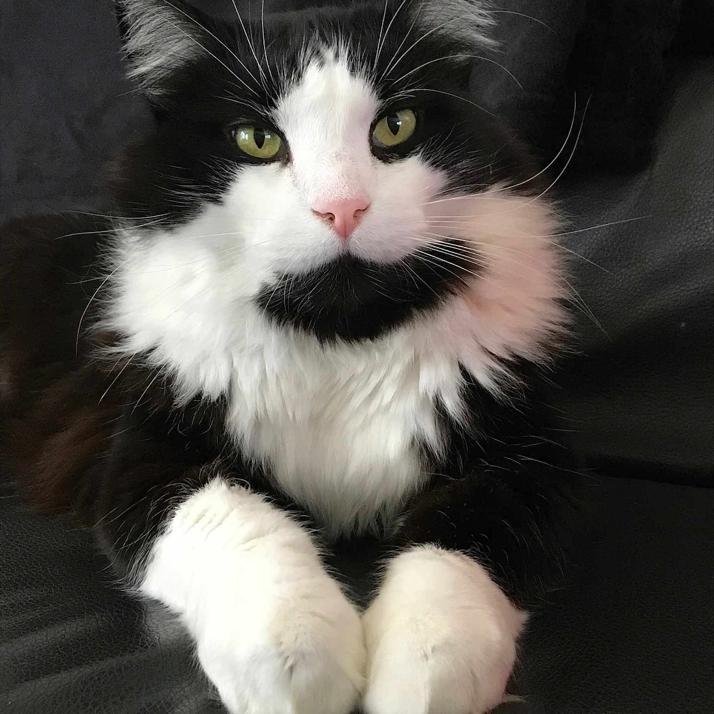 Moustache participe au concours pour gagner de l'argent avec cette photo : animal, black_and_white, cat, close_up, cute, domestic_animal, feline, fluffy, fur, green_eyes, indoor, leather_surface, paws, pet, pink_nose, portrait, relaxed, resting, sitting, whiskers