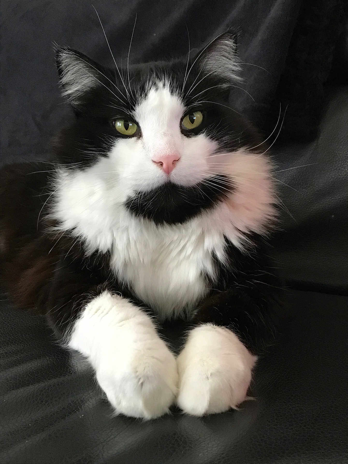 Moustache participe au concours pour gagner de l'argent avec cette photo : cat, black_and_white, fluffy, green_eyes, whiskers, paws, pink_nose, feline, pet, domestic_animal, indoor, close_up, portrait, resting, fur, animal, cute, relaxed, sitting, leather_surface