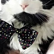 Moustache participe au concours pour gagner de l'argent avec cette photo : cat, black_and_white, bow_tie, polka_dot, close_up, pet, animal, fur, whiskers, green_eyes, hand, cute, domestic_cat, portrait, indoor, soft_light, feline, adorable, face, tie