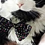 cat, black_and_white, bow_tie, polka_dot, close_up, pet, animal, fur, whiskers, green_eyes, hand, cute, domestic_cat, portrait, indoor, soft_light, feline, adorable, face, tie