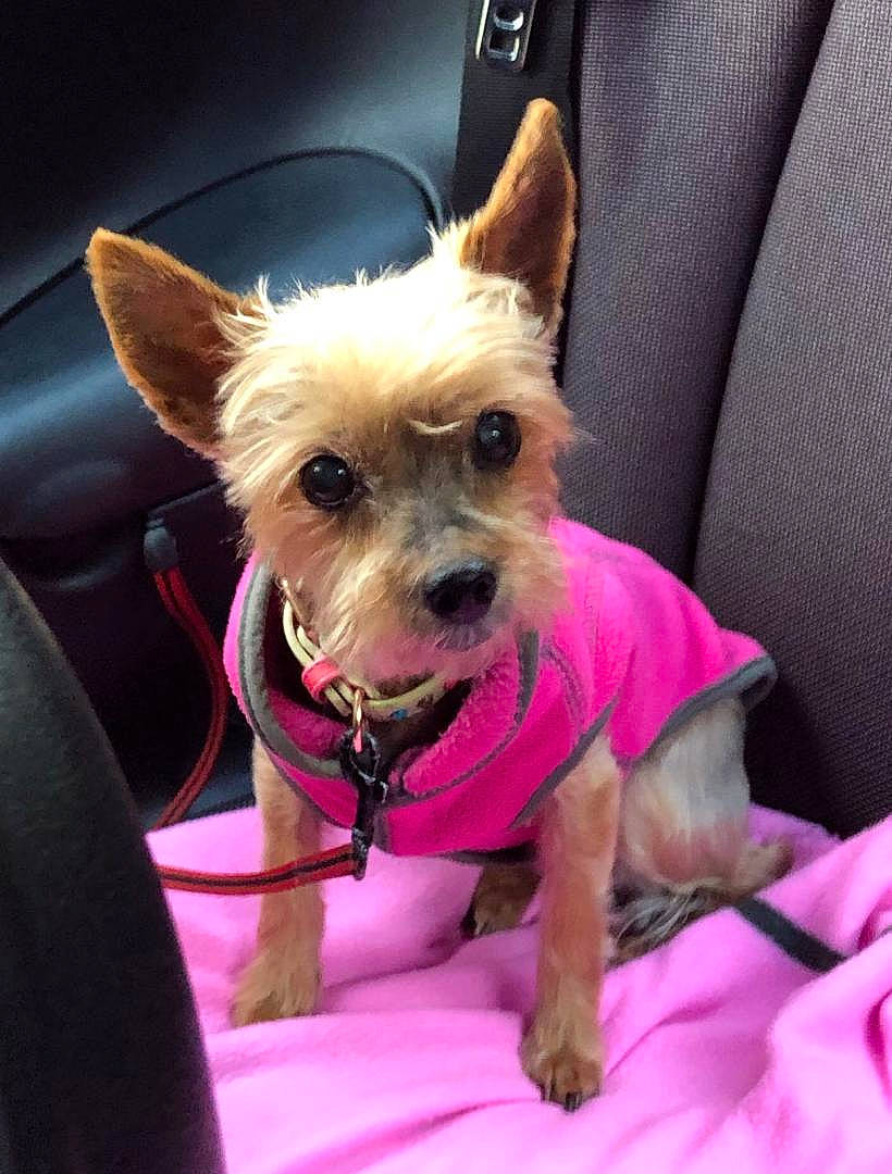 Zoé a rejoint le concours — aidez-le/la à gagner de superbes lots ! australian_terrier, canidae, carnivore, companion_dog, dog, dog_breed, dog_clothes, dog_collar, ear, fawn, mammal, pink, puppy, rare_breed_dog, small_terrier, snout, terrier, toy_dog, vertebrate, yorkshire_terrier