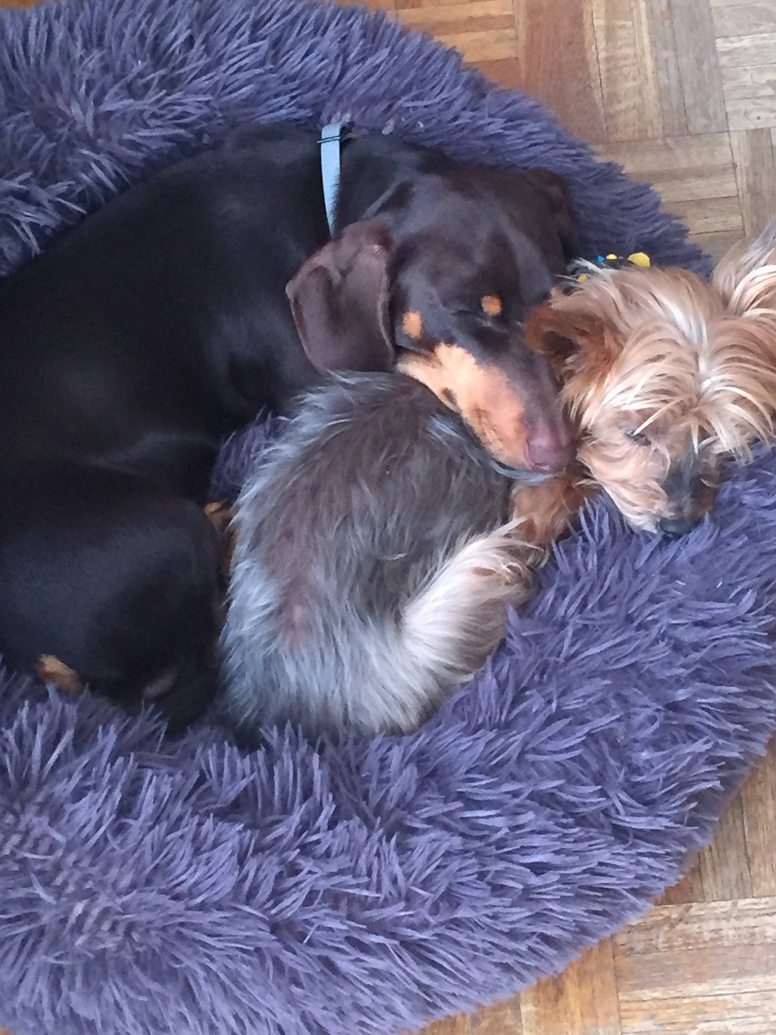 César participe au concours pour gagner de l'argent avec cette photo : canidae, carnivore, companion_dog, dog, dog_breed, hunting_dog, jagdterrier, mammal, puppy, sporting_group, vertebrate