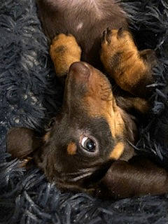 César participe au concours pour gagner de l'argent avec cette photo : canidae, carnivore, dachshund, dog, dog_breed, gordon_setter, hovawart, puppy, setter