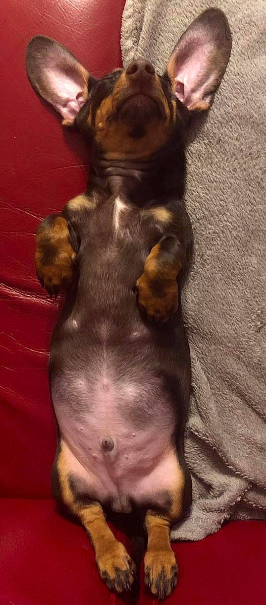 César participe au concours pour gagner de l'argent avec cette photo : canidae, carnivore, dog, dog_breed, fawn, liver, mammal, non_sporting_group, puppy, snout, toy_dog, vertebrate