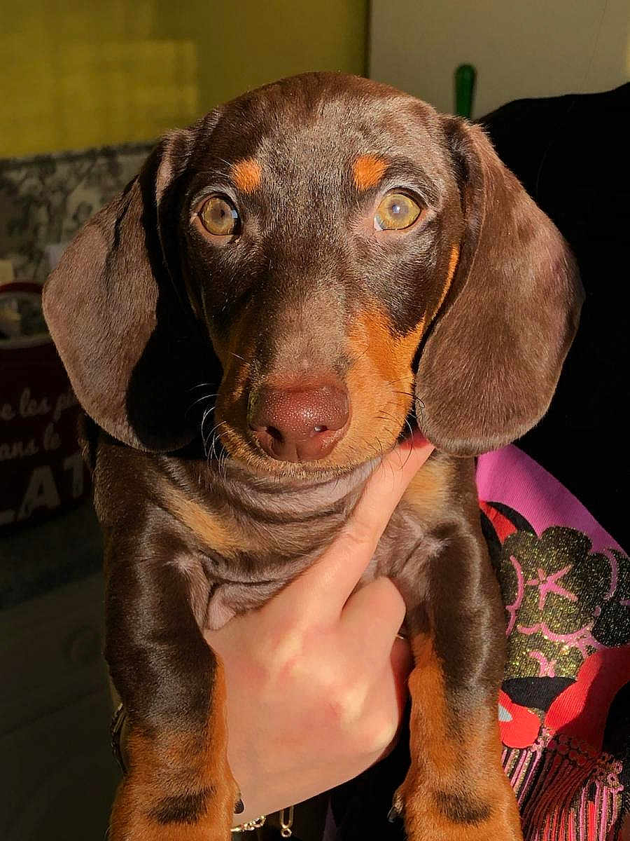 César