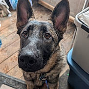 Reeper is registered to the contest to win money with this photo: animal, black, brown, close_up, collar, curious, dog, door, ears, floor, german_shepherd, household, indoor, looking_up, mat, pet, puppy, storage_bin, wooden_floor, young_dog