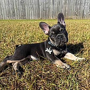 Hercules is registered to the contest to win money with this photo: dog, puppy, french_bulldog, black_dog, outdoor, grass, backyard, fence, sunlight, portrait, lying_down, sitting, ears, collar, dog_tag, bone_tag, pet, animal, blue_sky, grass_lawn
