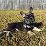 dog, puppy, french_bulldog, black_dog, outdoor, grass, backyard, fence, sunlight, portrait, lying_down, sitting, ears, collar, dog_tag, bone_tag, pet, animal, blue_sky, grass_lawn