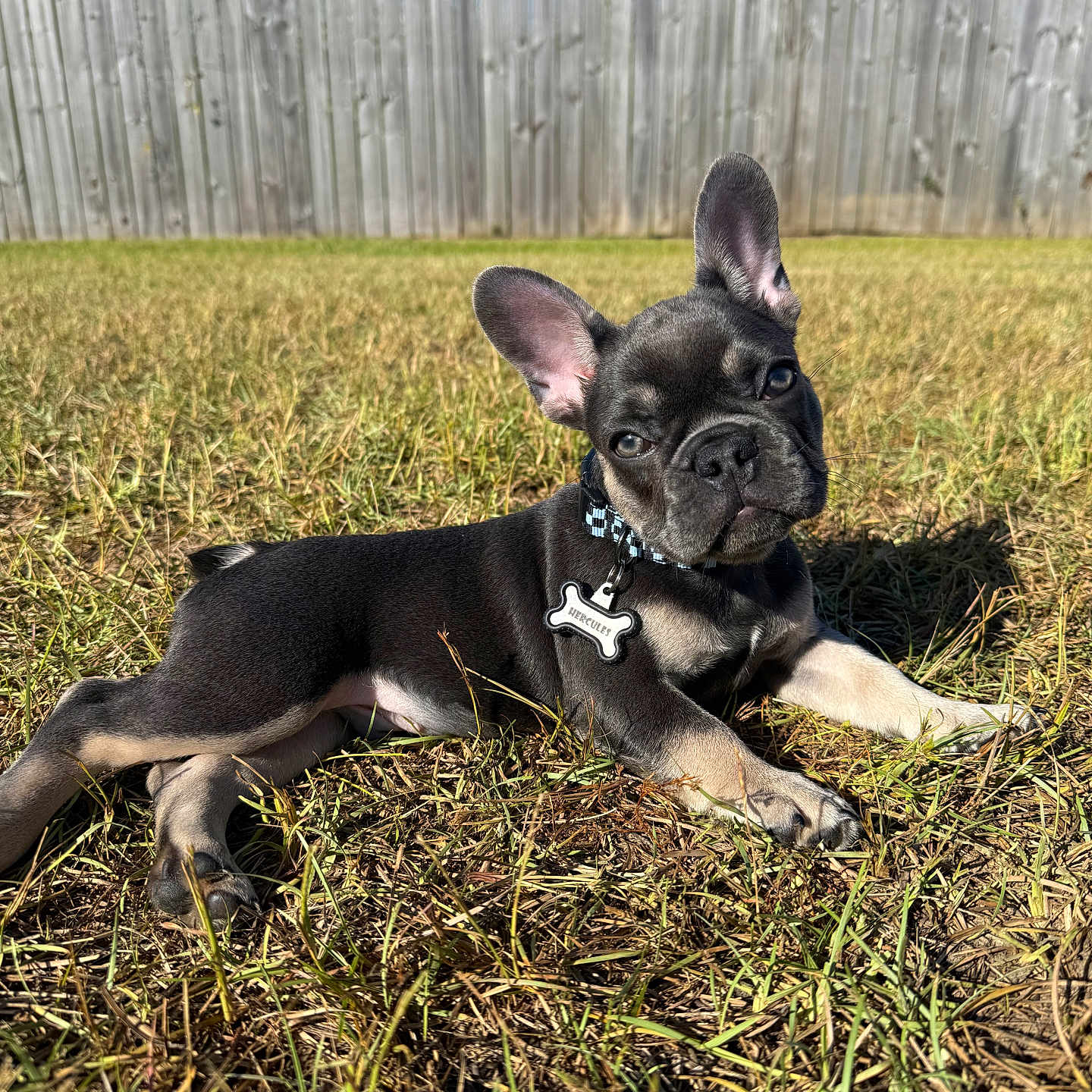 Hercules is registered to the contest to win money with this photo: dog, puppy, french_bulldog, black_dog, outdoor, grass, backyard, fence, sunlight, portrait, lying_down, sitting, ears, collar, dog_tag, bone_tag, pet, animal, blue_sky, grass_lawn