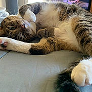 Cannon is registered to the contest to win money with this photo: cat, tabby, pet, animal, indoor, bed, relaxed, fur, paw, whiskers, television, screen, human, blurred_background, cozy, resting, closeup, domestic, cute, sleepy