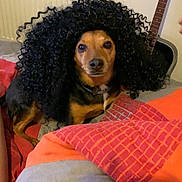 Lina participe au concours pour gagner de l'argent avec cette photo : dog, wig, curly_hair, bed, blanket, indoor, guitar, furniture, pet, animal, face, brown, black, cozy, radiator, wall, floor, comfort, expression, portrait