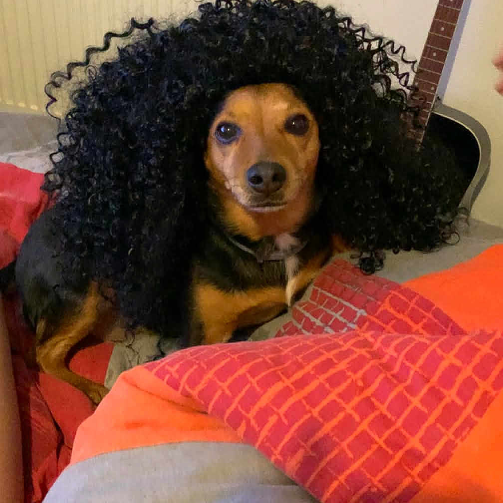 Lina participe au concours pour gagner de l'argent avec cette photo : dog, wig, curly_hair, bed, blanket, indoor, guitar, furniture, pet, animal, face, brown, black, cozy, radiator, wall, floor, comfort, expression, portrait