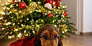 Arès participe au concours pour gagner de l'argent avec cette photo : puppy, dog, christmas_tree, holiday, indoor, decorations, lights, festive, floor, wooden_floor, pet, cute, young_dog, collar, home, seasonal, ornaments, red, green, bokeh