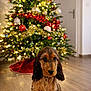 puppy, dog, christmas_tree, holiday, indoor, decorations, lights, festive, floor, wooden_floor, pet, cute, young_dog, collar, home, seasonal, ornaments, red, green, bokeh