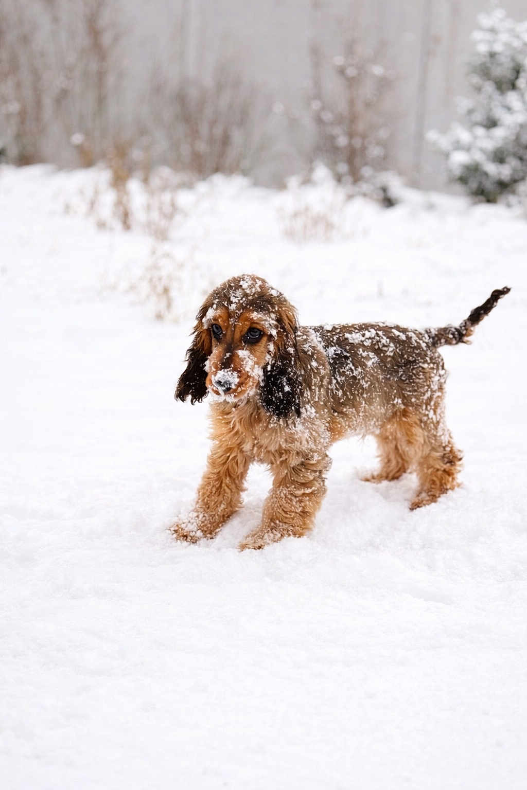 Arès participe au concours pour gagner de l'argent avec cette photo : dog, snow, winter, outdoor, pet, fur, animal, cold, nature, playful, canine, frozen, cute, fluffy, landscape, walking, season, weather, adorable, brown