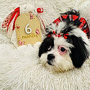 Bailey is registered to the contest to win money with this photo: puppy, dog, black_and_white, red_bows, stuffed_animal, bunny, wooden_sign, 6_months, butterflies, fluffy_blanket, soft_texture, cute, pet, portrait, indoors, decorative, celebration, animal, resting, adorable