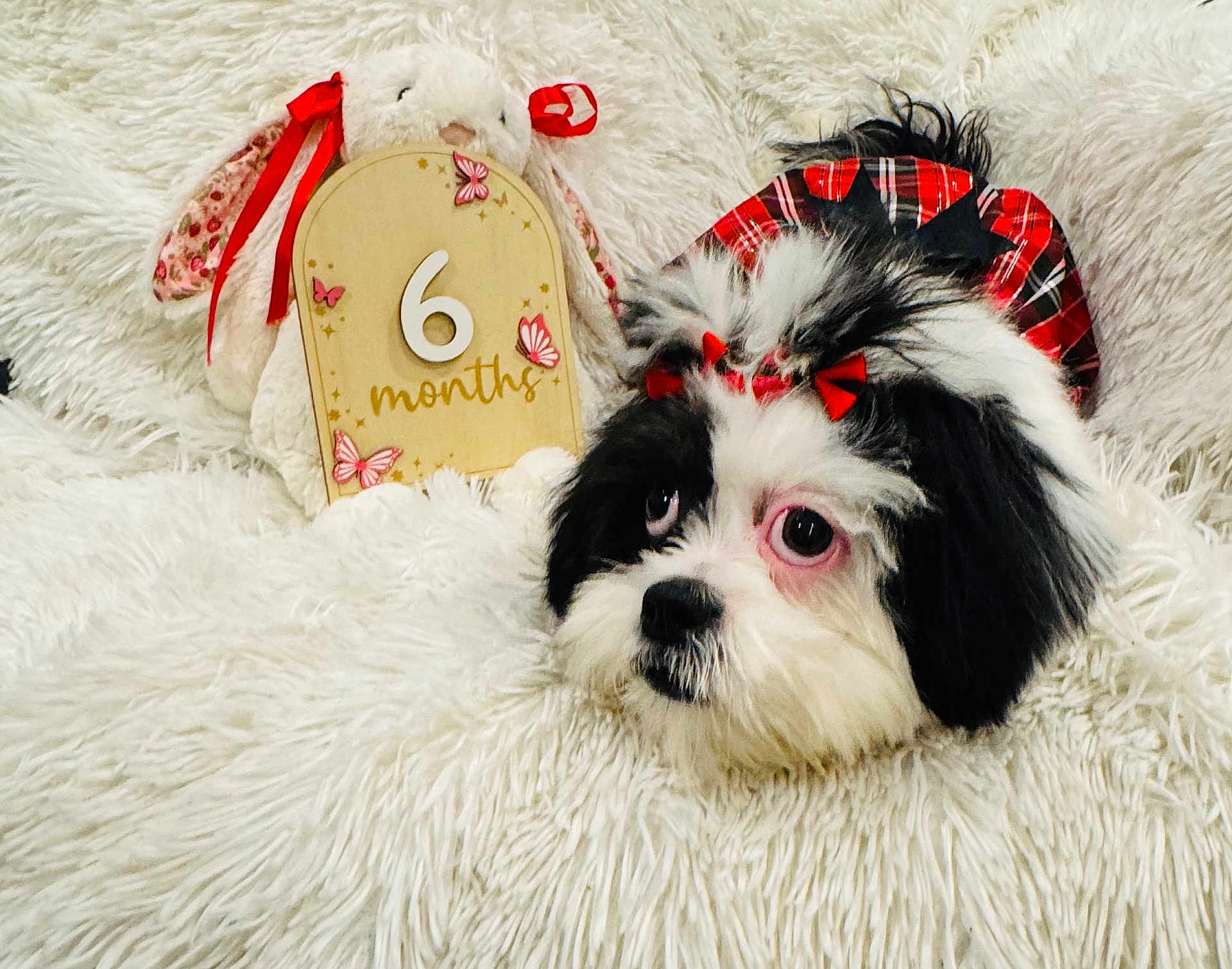Bailey is registered to the contest to win money with this photo: puppy, dog, black_and_white, red_bows, stuffed_animal, bunny, wooden_sign, 6_months, butterflies, fluffy_blanket, soft_texture, cute, pet, portrait, indoors, decorative, celebration, animal, resting, adorable