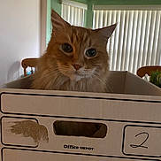 Littlebit is registered to the contest to win money with this photo: cat, orange_cat, cardboard_box, indoor, pet, feline, curious, whiskers, ears, home, window_blinds, chair, box, domestic_animal, closeup, face, fur, looking, sitting, container