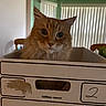 cat, orange_cat, cardboard_box, indoor, pet, feline, curious, whiskers, ears, home, window_blinds, chair, box, domestic_animal, closeup, face, fur, looking, sitting, container