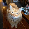 Littlebit is registered to the contest to win money with this photo: cat, orange_cat, fluffy, table, wooden_table, dog, black_dog, indoor, dining_room, furniture, pet, animal, whiskers, tail, domestic, home, light, shadow, curious, background