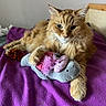 Littlebit is registered to the contest to win money with this photo: cat, orange_cat, fluffy, pet, indoor, bed, blanket, purple, toy, plush_toy, mouse_toy, feathers, relaxed, feline, paw, fur, cute, animal, resting, cozy