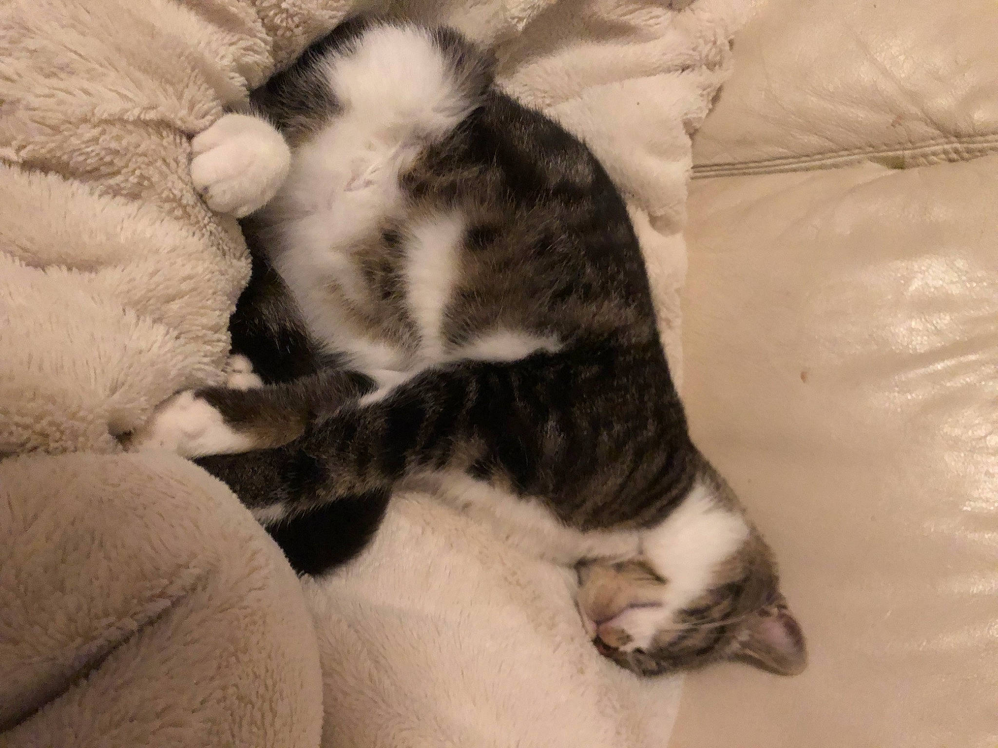 Groot participe au concours pour gagner de l'argent avec cette photo : canidae, carnivore, cat, claw, comfort, dog_breed, domestic_short_haired_cat, felidae, fur, grey, linens, nap, paw, sleep, small_to_medium_sized_cats, snout, sporting_group, tail, terrestrial_animal, whiskers