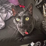 Salem is registered to the contest to win money with this photo: cat, black_cat, pet, animal, bed, blanket, pillow, collar, tag, indoor, feline, whiskers, green_eyes, curious, close_up, looking_up, domestic_animal, cozy, sleeping_area, resting