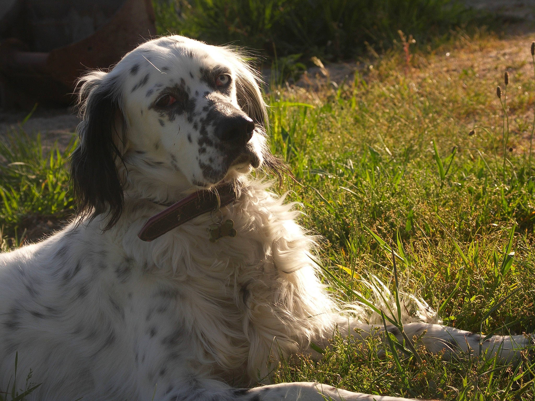 Ficelle participe au concours pour gagner de l'argent avec cette photo : canidae, carnivore, companion_dog, dog, dog_breed, english_setter, fur, grass_family, snout, sporting_group, terrestrial_animal