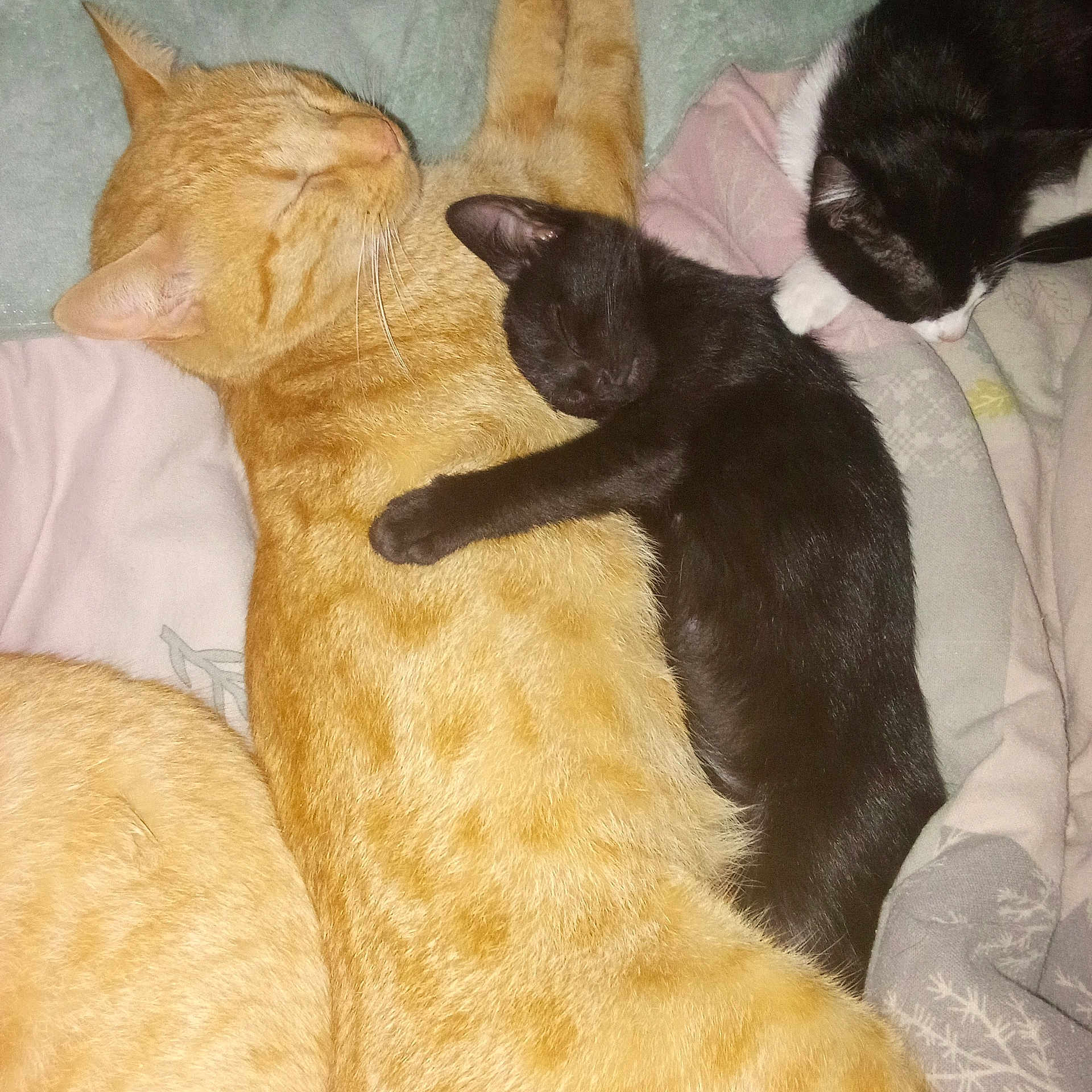 Caramel a rejoint le concours — aidez-le/la à gagner de superbes lots ! animal, bed, black_and_white_cat, black_cat, blanket, cat, companion, cozy, cuddle, cute, domestic_animal, fur, indoors, kitten, orange_tabby, pets, relaxation, resting, sleeping, snuggle