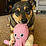 dog, plush_toy, octopus, carpet, indoor, pet, cute, animal, playful, brown, black, tan, living_room, furniture, couch, cabinet, toy, paws, face, closeup