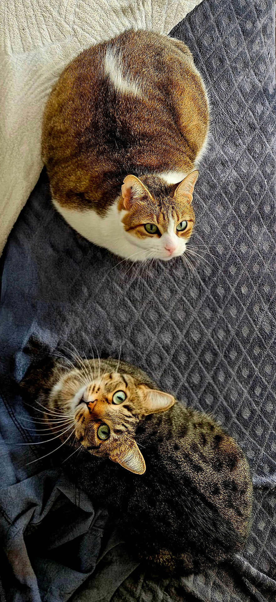Riwan Et Kalon participe au concours pour gagner de l'argent avec cette photo : cat, cats, tabby, pet, feline, animal, indoor, cozy, blanket, texture, fur, whiskers, green_eyes, resting, curious, loaf, domestic, cute, companion, two