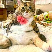 Peanut is registered to the contest to win money with this photo: cat, calico_cat, pet, flower_collar, green_eyes, whiskers, ears, paws, chubby, portrait, closeup, indoor, bed, blanket, cozy, tabby, furniture, drawer, plush_blanket, curtains