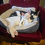 cat, cats, pet_bed, red_armchair, sleeping, snuggling, cozy, indoor, fur, whiskers, paws, relaxed, cute, companion, domestic_animal, resting, two_animals, comfort, feline, home