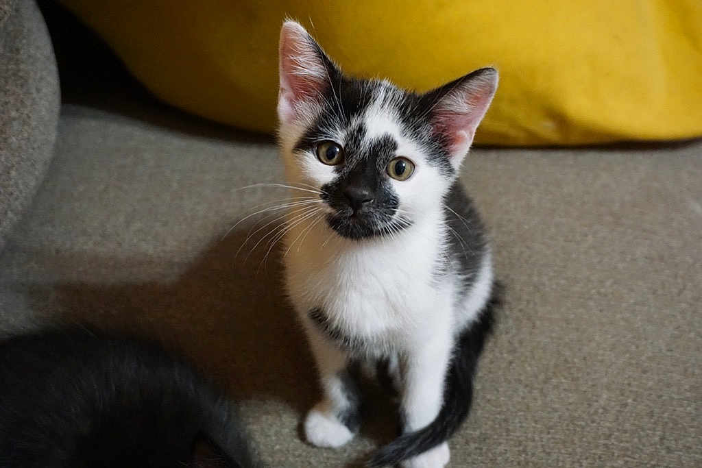 Hazel Vera is registered to the contest to win money with this photo: kitten, cat, black_and_white, pet, feline, indoor, couch, yellow_pillow, fur, whiskers, ears, eyes, tail, sitting, curious, domestic_animal, soft, young, animal, companion