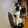 animal, black_and_white, cat, curled_tail, cute, domestic, ears, face, feline, houseplant, indoor, markings, pet, plant, shadow, shelf, sitting, table, whiskers, wooden_table
