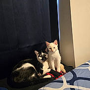 Hazel Vera joined the competition — help win amazing prizes! cat, kitten, black_and_white_cat, cream_colored_cat, bed, blanket, indoor, curtain, feline, pets, animal, cozy, resting, cute, looking, domestic, companion, soft, calm, fur