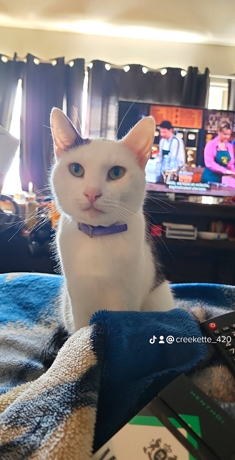 Ezio is registered to the contest to win money with this photo: carnivore, cat, domestic_short_haired_cat, fawn, felidae, flat_panel_display, fur, paw, photo_caption, sitting, small_to_medium_sized_cats, snout, tail, television, whiskers