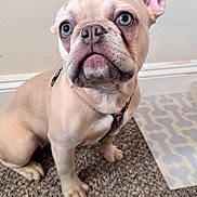 Starr joined the competition — help win amazing prizes! dog, french_bulldog, puppy, pet, indoor, carpet, closeup, portrait, blue_eyes, wrinkled_face, large_ear, muzzle, paws, harness, sitting, looking_up, floor_mat, wall, cute, leash