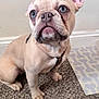 dog, french_bulldog, puppy, pet, indoor, carpet, closeup, portrait, blue_eyes, wrinkled_face, large_ear, muzzle, paws, harness, sitting, looking_up, floor_mat, wall, cute, leash